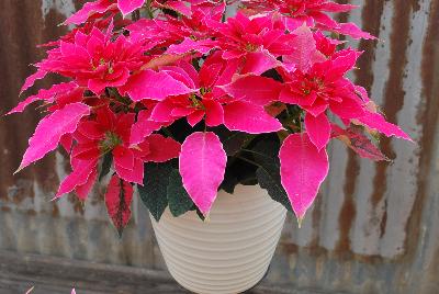 Luv U™ Poinsettia Euphorbia hybrid Hot Pink