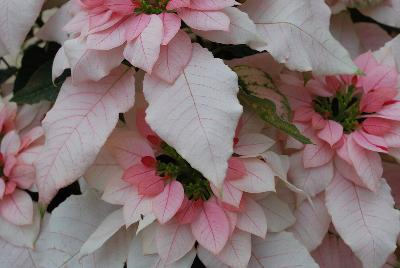 Luv U™ Poinsettia Euphorbia hybrid Soft Pink 