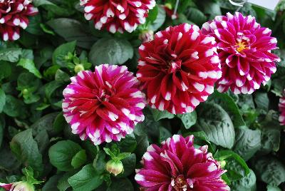 StarSister™ Dahlia Crimson Stripes