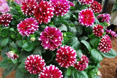 Dahlia StarSister™ 'Crimson Stripes'