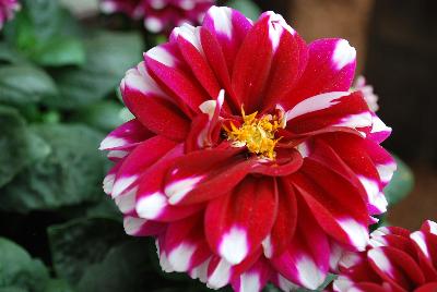 StarSister™ Dahlia Crimson Stripes