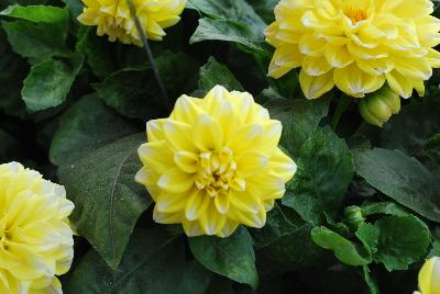 Dahlia StarSister™ 'Yellow Stripes'