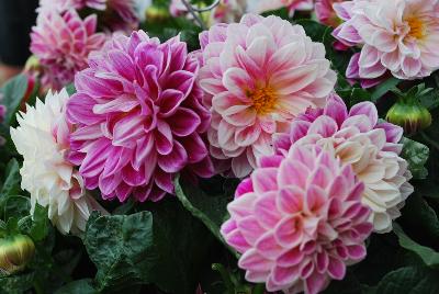 Dahlia StarSister™ 'Flamed Rose'