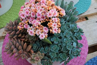 Seen @ Spring Trials 2016.: Succulents of all shapes, sizes, and colors, from DÜMMEN ORANGE as seen @ Barrel House Brewery, Spring Trials 2016.  Here seen with a Kalanchoe centerpiece.