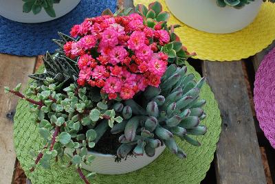 Seen @ Spring Trials 2016.: Succulents of all shapes, sizes, and colors, from DÜMMEN ORANGE as seen @ Barrel House Brewery, Spring Trials 2016.  Here seen with a Kalanchoe centerpiece.