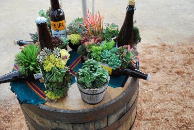 Seen @ Spring Trials 2016.: Succulents of all shapes, sizes, and colors, from DÜMMEN ORANGE as seen @ Barrel House Brewery, Spring Trials 2016.