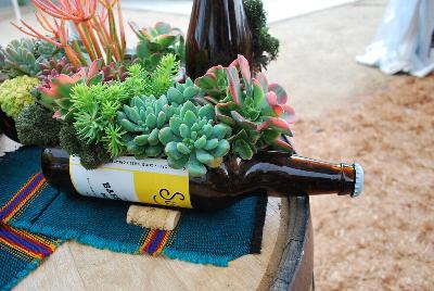 Seen @ Spring Trials 2016.: Succulents of all shapes, sizes, and colors, from DÜMMEN ORANGE as seen @ Barrel House Brewery, Spring Trials 2016.