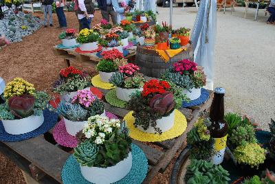 Seen @ Spring Trials 2016.: Succulents of all shapes, sizes, and colors, from DÜMMEN ORANGE as seen @ Barrel House Brewery, Spring Trials 2016.  Here seen with a Kalanchoe centerpiece.