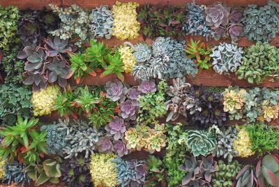 Seen @ Spring Trials 2016.: Succulents of all shapes, sizes, and colors, from DÜMMEN ORANGE as seen @ Barrel House Brewery, Spring Trials 2016.