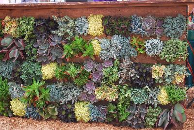 Seen @ Spring Trials 2016.: Succulents of all shapes, sizes, and colors, from DÜMMEN ORANGE as seen @ Barrel House Brewery, Spring Trials 2016.