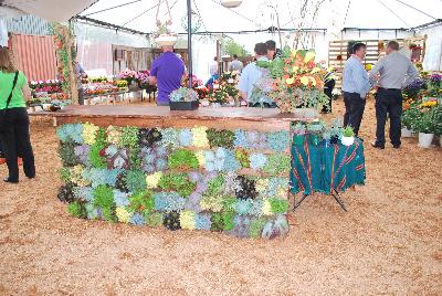 Seen @ Spring Trials 2016.: Succulents of all shapes, sizes, and colors, from DÜMMEN ORANGE as seen @ Barrel House Brewery, Spring Trials 2016.