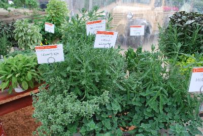 Seen @ Spring Trials 2016.: Herbs for you from DÜMMEN ORANGE as seen @ Barrel House Brewery, Spring Trials 2016.