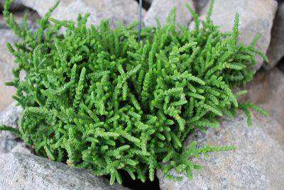  Crassula hybrid Watch Chain Plant 