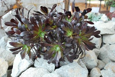  Aeonium hybrid Zwartkop 