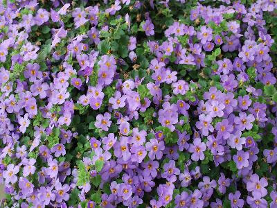 Bahia Bacopa Sand-Blue-Sand 