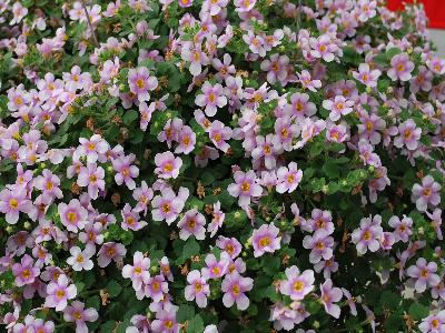 Bahia Bacopa Sand-Pink-Halo 