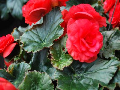 Begonia Dragone 'Rosewood'