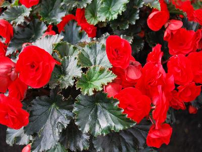 Dümmen Orange: Rhine Begonia Carmine-Baron 