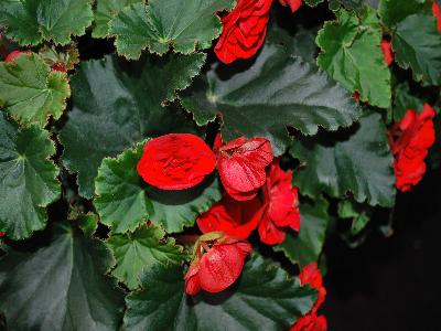 Rhine Begonia Round-Red 