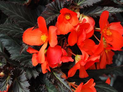 Dümmen Orange: Unstoppable Begonia Upright Big Fire 