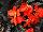 Dümmen Orange: Begonia  'Upright Big Fire' 