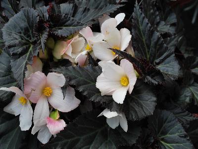 Begonia Unstoppable 'Upright Big White'