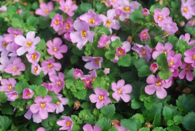 Bacopa Bahia 'Pink Sand'