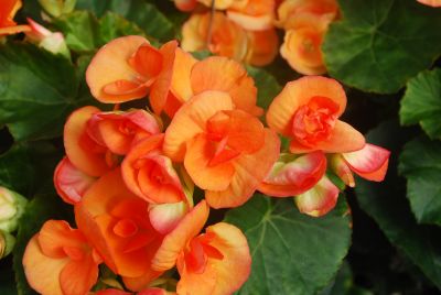 Golden State Bulb Growers: Begonia Brigitte 