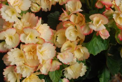 Golden State Bulb Growers: Begonia Janny Fringed 