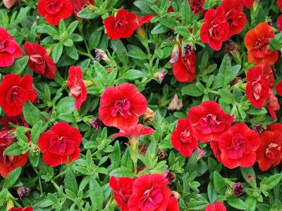 Aloha-Double Calibrachoa-double Candy-Apple-Red 