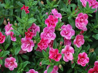 Aloha-Double Calibrachoa-double Pink-Star 