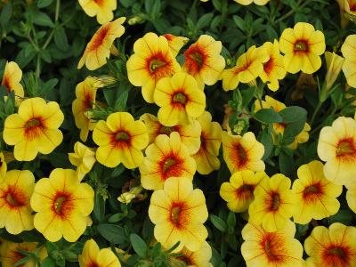 Dümmen Orange: Aloha-Kona Calibrachoa Pineapple 