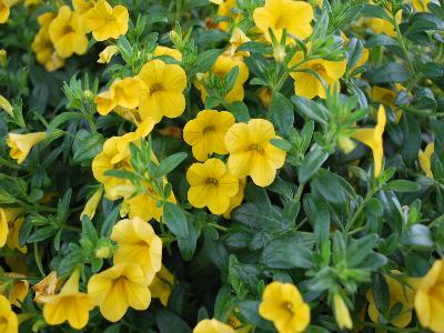 Calibrachoa Aloha 'Canary-Yellow'