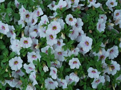 Calibrachoa Aloha 'Royal-White'