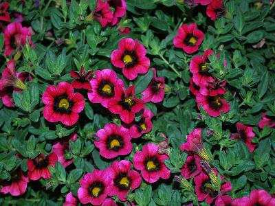 Calibrachoa Hula 'Cherry'