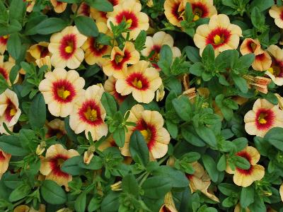 Calibrachoa Hula 'Gold'