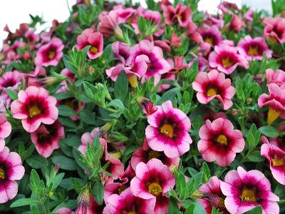 Dümmen Orange: Hula Calibrachoa Hot-Pink 