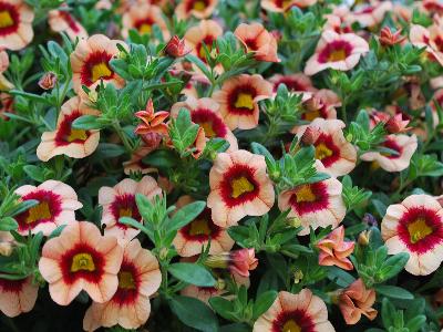 Calibrachoa Hula 'Orange'