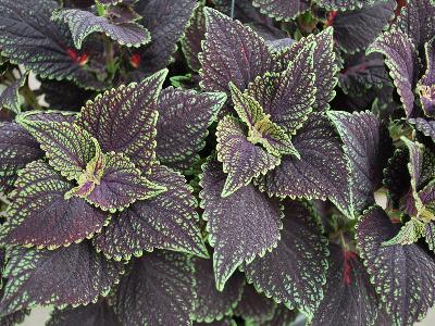 Coleus Mainstreet 'Abbey-Road'