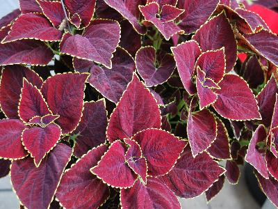 Coleus Mainstreet 'Broadway'