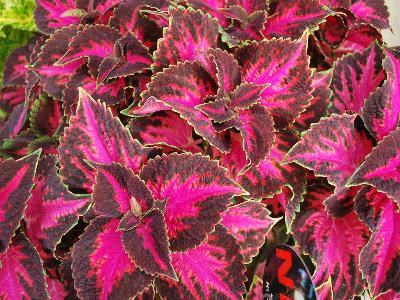 Coleus Mainstreet 'Fifth-Avenue'