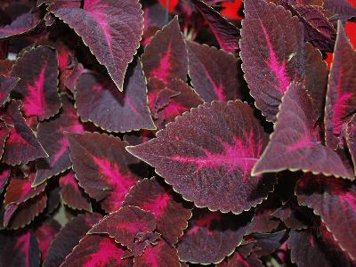 Mainstreet Coleus Via-Dolorosa 