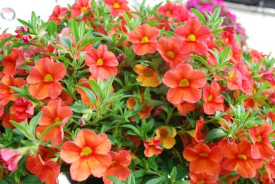 Dümmen Orange: Aloha Kona Calibrachoa Mandarin 