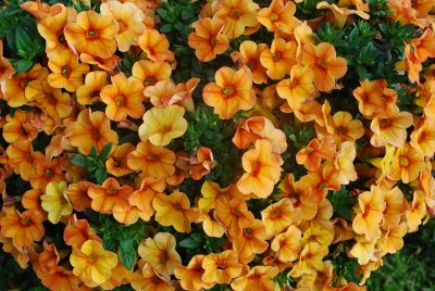 Calibrachoa Aloha Kona 'Mango'