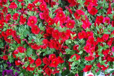 Calibrachoa Aloha 'Cherry'