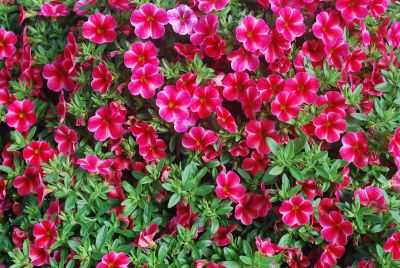 Calibrachoa Aloha 'Neon Vulcano'