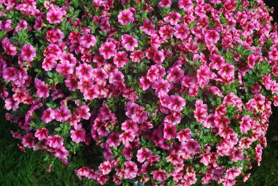 Calibrachoa Aloha 'Pink Vulcano'