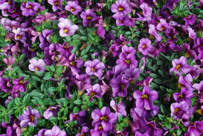 Dümmen Orange: Aloha Calibrachoa Purple Sky 