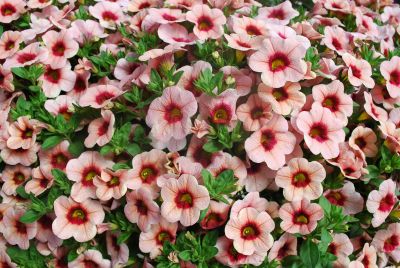 Calibrachoa Aloha 'Tiki Lychee'