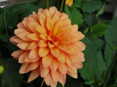 XXL Dahlia Hidalgo 